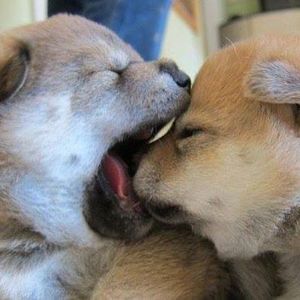 Meet your Posher, Nippa